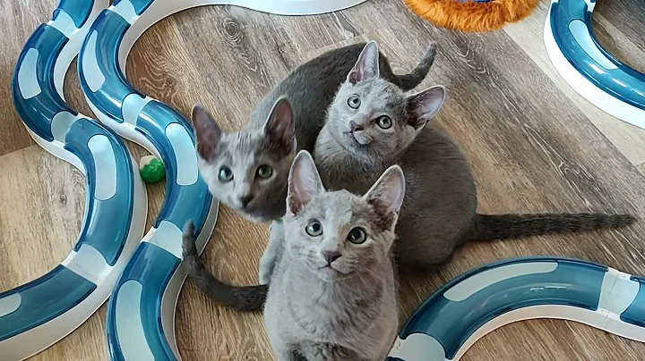 Video 1941271: russian blue cattery, russianbluecats, litter