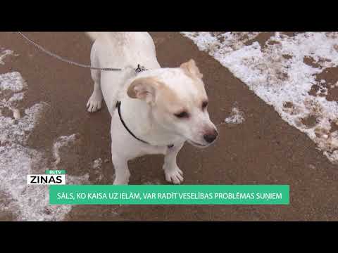 Video: 12 Kopīgas Suņu šķirnes Un To Veselības Problēmas