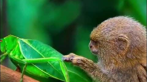 CUTE Baby Monkey With Grasshopper - ANIMALS VIDEOS 🐕 AND ADORABLE BABY ANIMALS🐎 #shorts