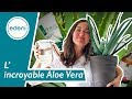 ALOE VERA : La recette du gel d'Aloe Vera Zero Déchet !
