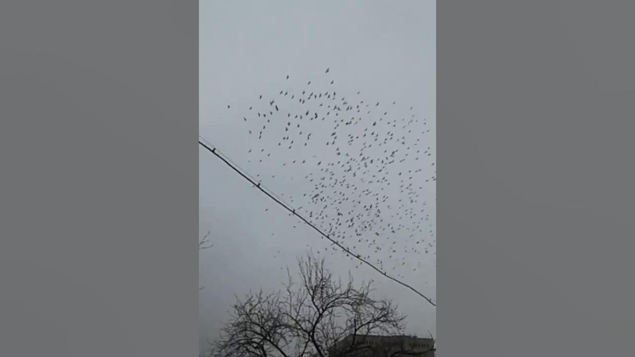 Krasivie - YouTube