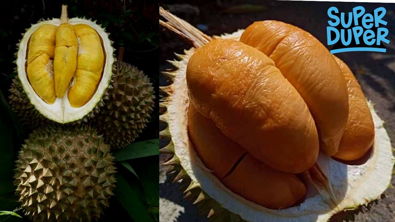 Durian duri hitam vs musang king