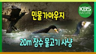 20m  잠수, 민물가마우지 물고기 사냥 [환경스페셜-팔당호 족자섬에는 가마우지가 산다] / KBS 20090722 방송