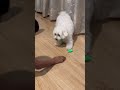 I have nothing to say #memes #dogs #maltese