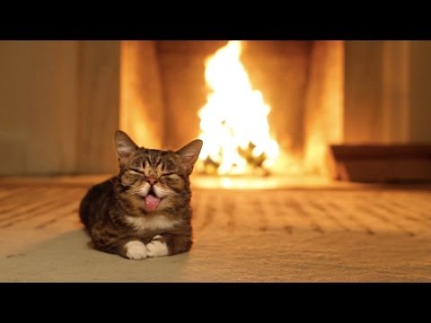 Lustige Katze Videos Zum Lachen Und Whatsapp
