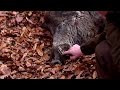 Driven wild boar hunting | Giant pigs rolling dead down the hills - Ultimate Hunting