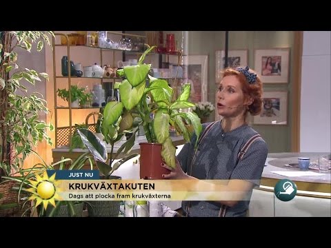 Video: Inomhusblomma som blommar året runt. Härdiga blommande krukväxter