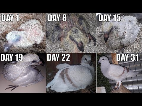 Video: Folk Qhia Txog Pigeons