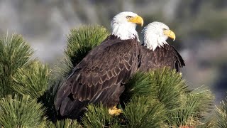 Bald Eagle boom | Baby chicks spotted in nests across San Diego County