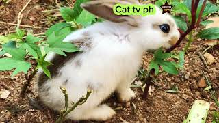 CAT TV PH-Cat games videos for Cats to watch (Birds,Rooster , butterfly, Rabbit, Sound music