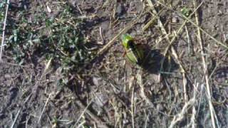 Elden Köyü Memleketi̇m