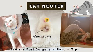 KAPON/ CAT NEUTER  ♡ Tagalog Vlog