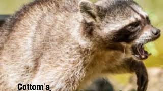 How to Remove Raccoons in Your Attic in Cleveland, Ohio