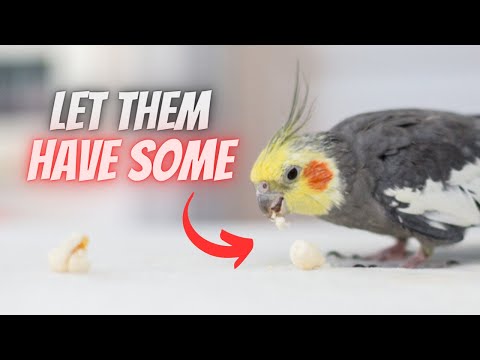 Video: 5 cose che non sai di Cockatiels
