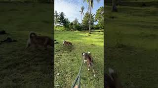 Ate Kiki &amp; Ken 🐕🦮🐾 #dogs#arff #pawkids #furparent #dogwalk