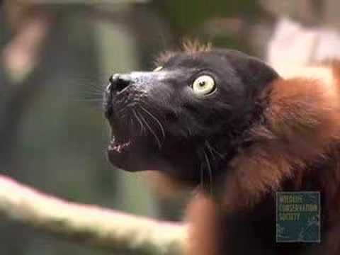 Red-Ruffed Lemur Group Shriek