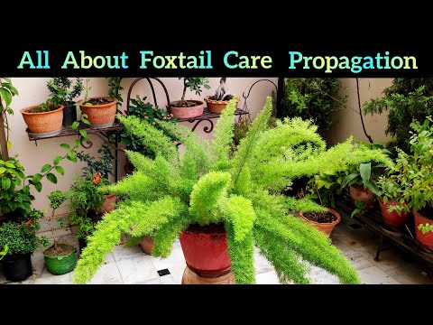 Video: Foxtail Lily Care - Jinsi ya Kupanda Maua ya Foxtail