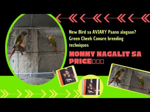 Green Cheek Conure tips for breeding.Paano mag alaga ng  GCC? Mommy nagalit sa price..