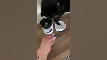Catnip Toys | Cats Playing | Cats On Catnip | Funny Cats Video #shorts