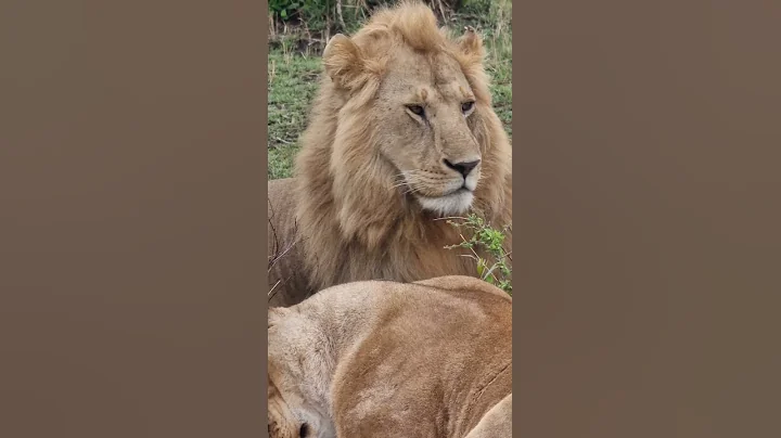 Maasai Mara Sightings Today 17/09/21 (Lions, Serval, Hippo, etc) | Zebra Plains | #Wildlife