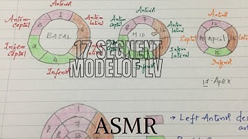 17 segment model of left ventricle- ASMR ,soft whisper