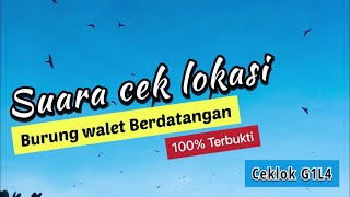 Suara ceklok burung walet terbaik | banyak dicari