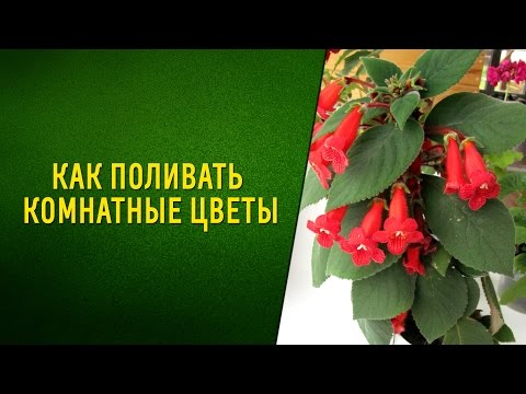 Как поливать комнатные