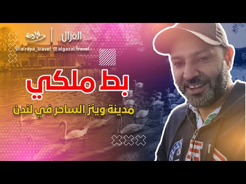 بط ملكي في لندن وينزر الساحرة     