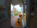 The Duck That Rings the Bell #duckvideo #funnyanimals #ringcamera