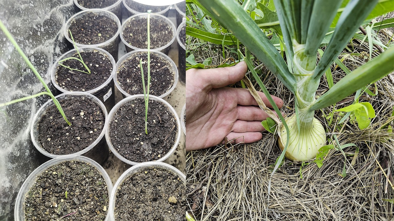 Выращивание рассады лука из семян. Посев семян лука эксибишен и других сортов