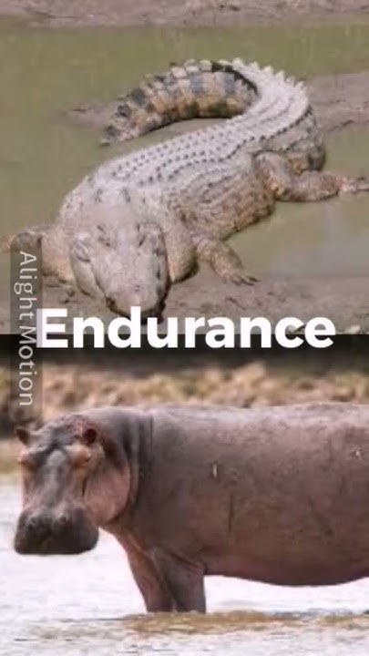 saltwater crocodile vs hippopotamus - YouTube