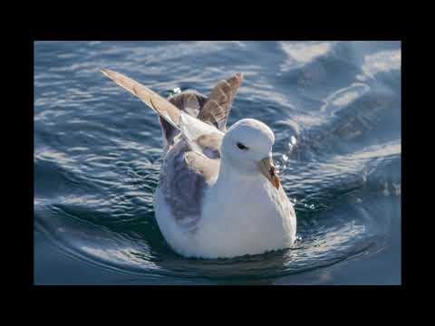 Fulmarus glacialis
