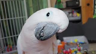 So Much Happening In One Cockatoo Video!!
