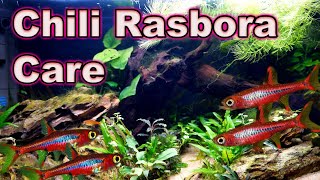 A Tiny Little MUST Have Fish! Chili Rasbora Care and Breeding screenshot 4