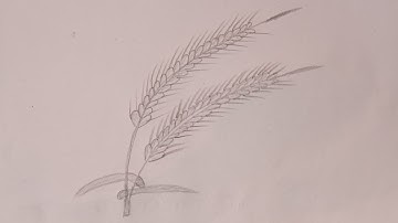 How to draw a wheat plant | Easy draw | Drawing video | #pencildraw #wheat ......
