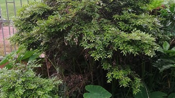 Đi mua tùng đen, cứt chuột trong dân... Hình ảnh quay nghiêng, ae xem thông cảm