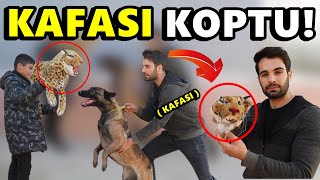 LEOPARI PARÇALADI! KAFASINI KOPARDI! DEV KIŞKIRTMA!