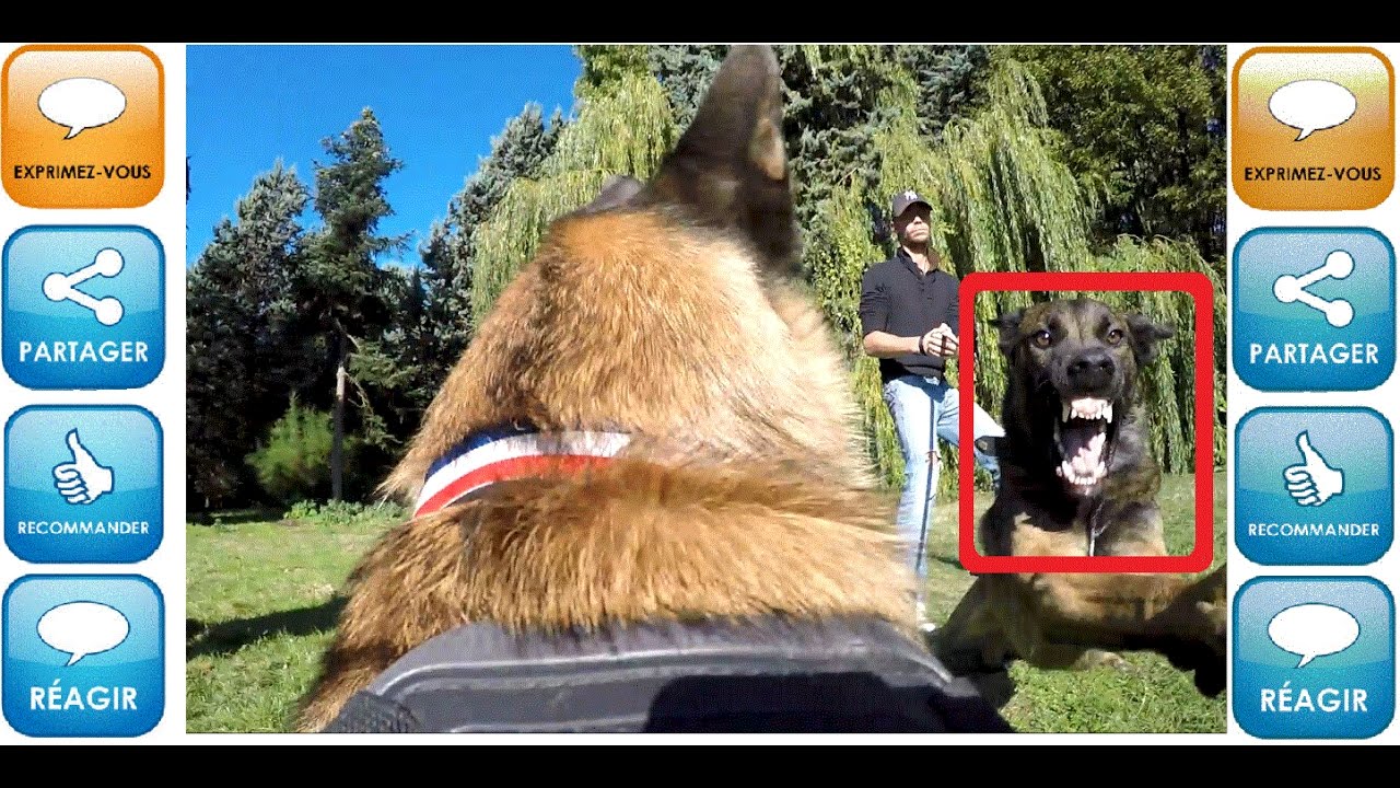 RÉCONCILIER LES HÉMISPHÈRES #12 (extrait) malinois pronunciation