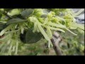 2015 4 6 常磐万作　 トキワマンサク　　Chinese Fringe Flowe