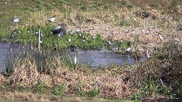 City of Lakeland Wetlands - Main Page Video