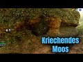 AVATAR - Frontiers of Pandora - Kriechendes Moos finden / Find Creeping  moss - YouTube