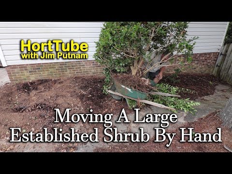 Transplanting A Large Established Shrub By Hand