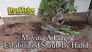 Transplanting A Large Established Shrub By Hand