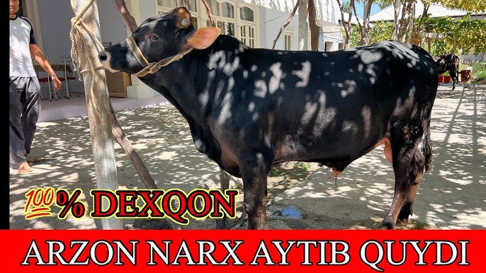 Katta labiya kichik onanizm