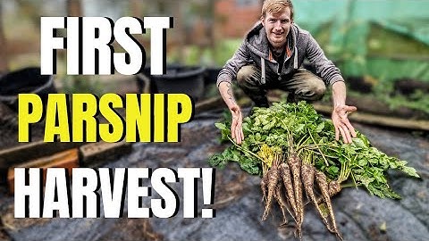 The First Parsnip Harvest Of The Season! + Tips!