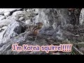 Im korea squirrel baam