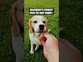 Mercy loves eating blackberry&#39;s straight from the bush !#dog #beaglecrew # yummy #fruit #juice