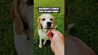 Mercy loves eating blackberry&#39;s straight from the bush !#dog #beaglecrew # yummy #fruit #juice