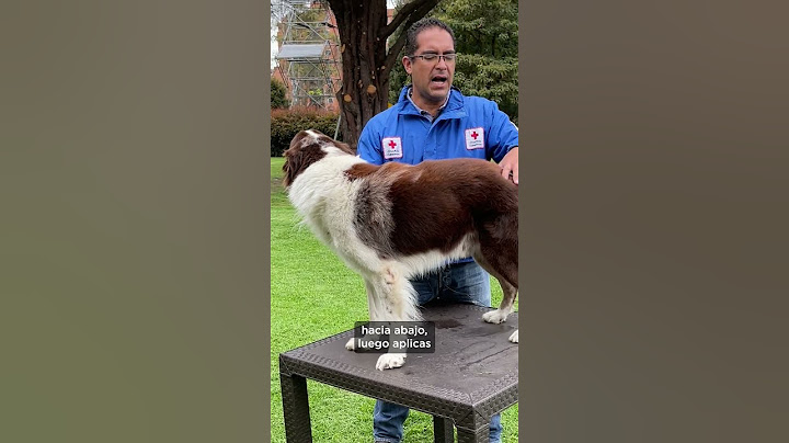 ¿Cómo bañar un perro en casa?
