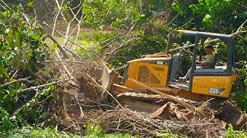 Incredible !! The Power of Bulldozers Breaks through Tree Branches during Plantation Clearing